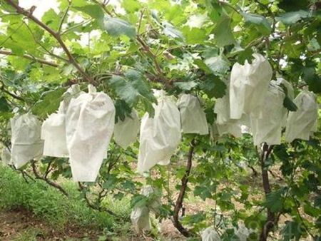 葡萄套袋技術(shù)和各類(lèi)葡萄袋的優(yōu)缺點(diǎn)