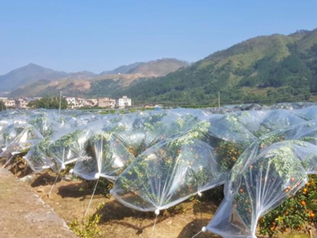 砂糖桔蓋膜方式優(yōu)缺點(diǎn)