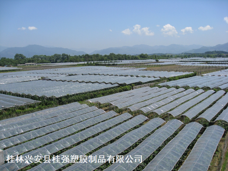 葡萄專(zhuān)用膜/葡萄避雨膜